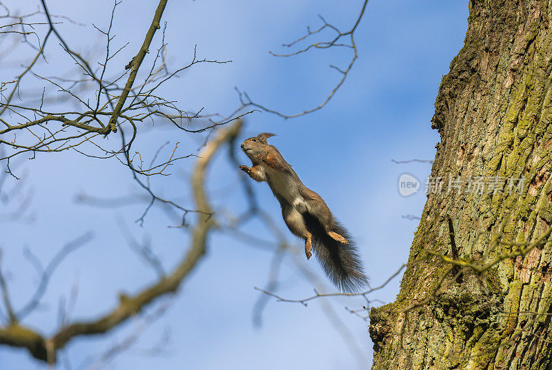 欧亚跳跃红松鼠(学名Sciurus vulgaris)